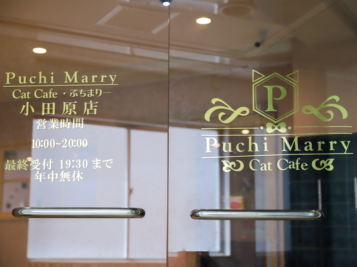 ダイヤ街商店街のホームページ 猫カフェpuchi Marry 小田原店